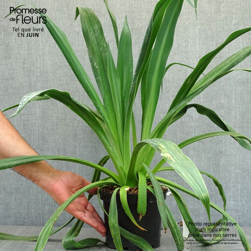 Ejemplar de Beschorneria yuccoides Maceta 2L/3L entregado en verano