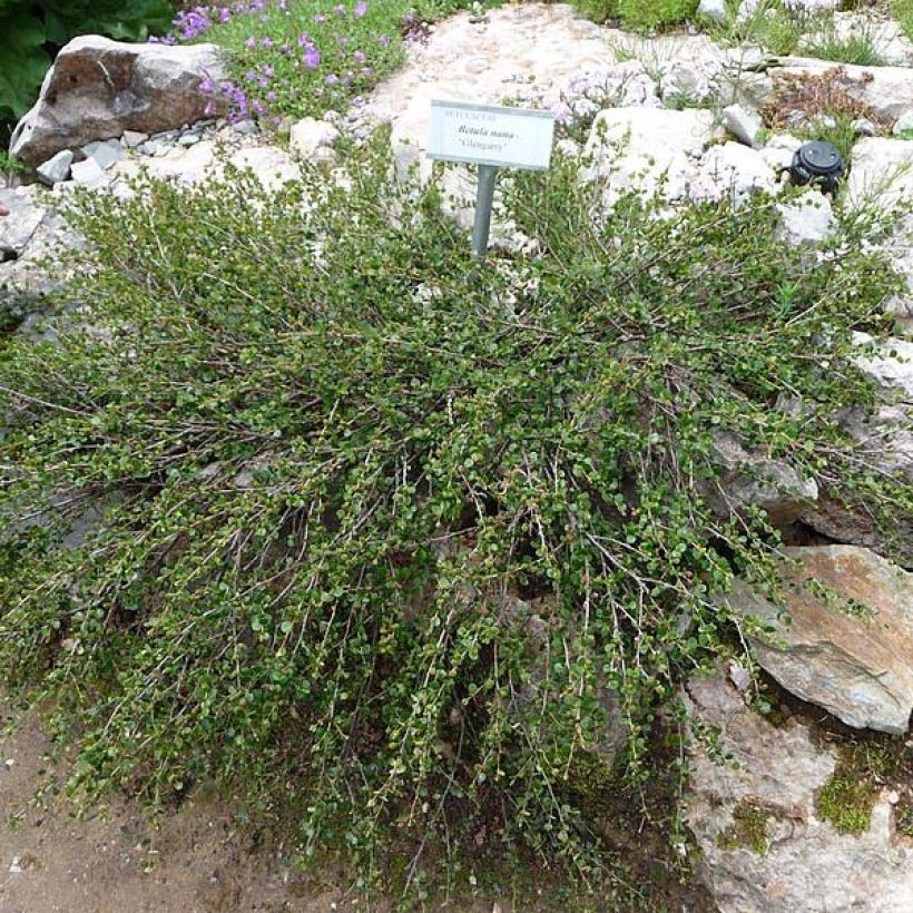 Abedul enano - Betula nana (Porte)
