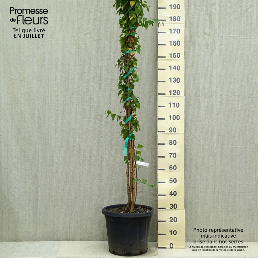 Ejemplar de Abedul común - Betula pendula Maceta 18L/20L entregado en verano