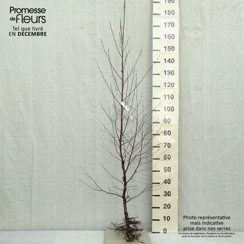 Abedul común - Betula pendula Raíces desnudas Ejemplar entregado en invierno