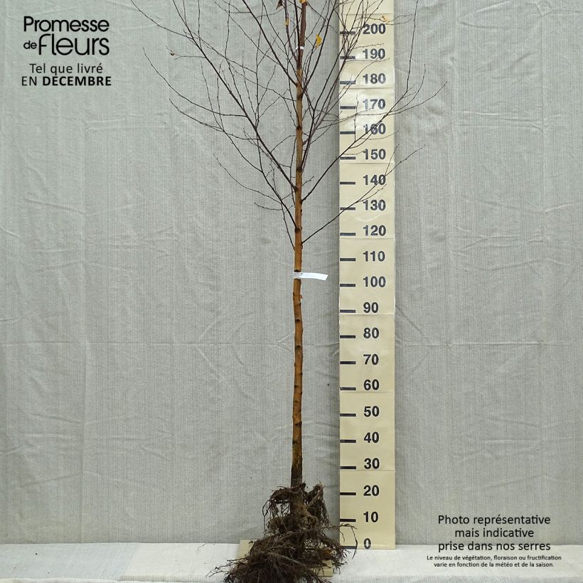 Abedul común - Betula pendula Raíces desnudas Ejemplar entregado en invierno