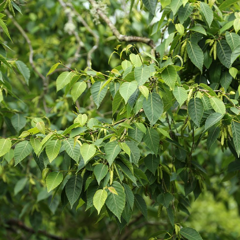 Abedul del Himalaya utilis var. prattii (Follaje)