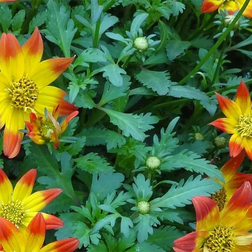 Bidens Beedance Painted Red (Follaje)