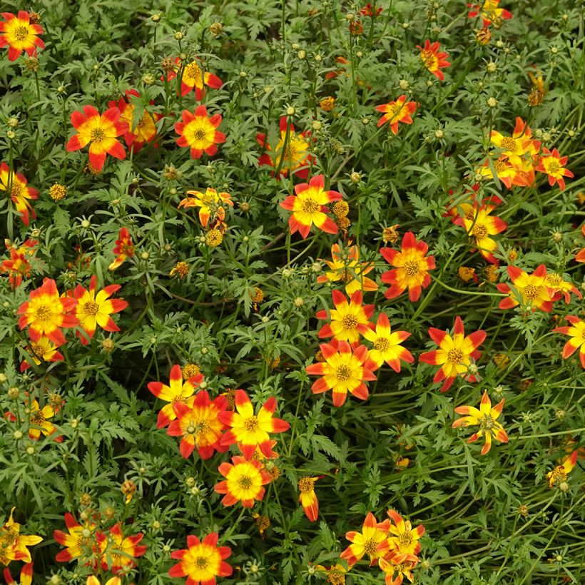 Bidens Beedance Painted Red (Porte)