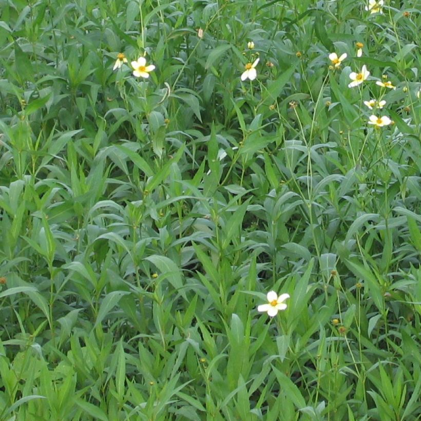 Bidens heterophylla Bidens aurea (Follaje)