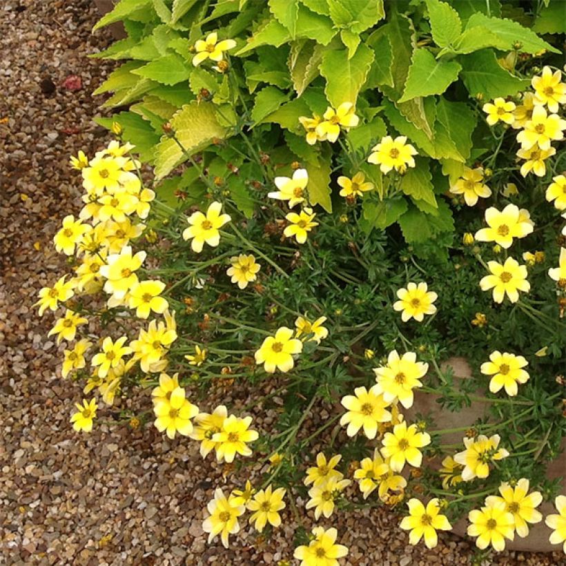 Bidens ferulifolia Lemon Moon (Porte)