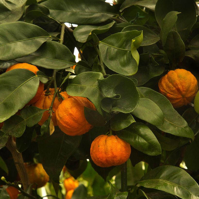 Naranja agria Bouquet de Fleur (Cosecha)