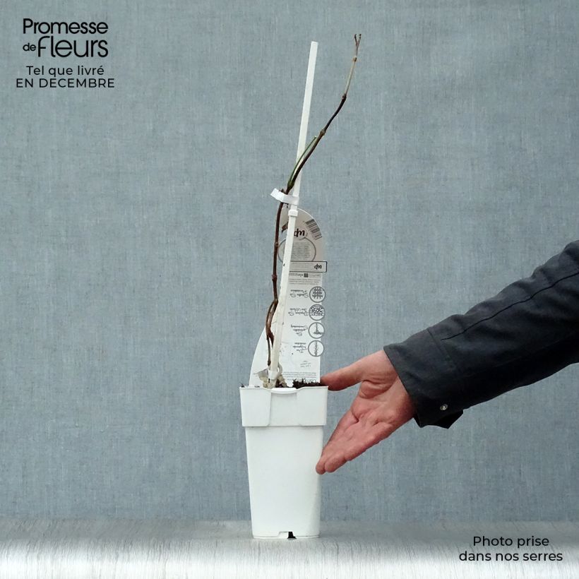 Enredadera de trompetaSummer Jazz Fire - Campsis Maceta 2L/3L Ejemplar entregado en invierno