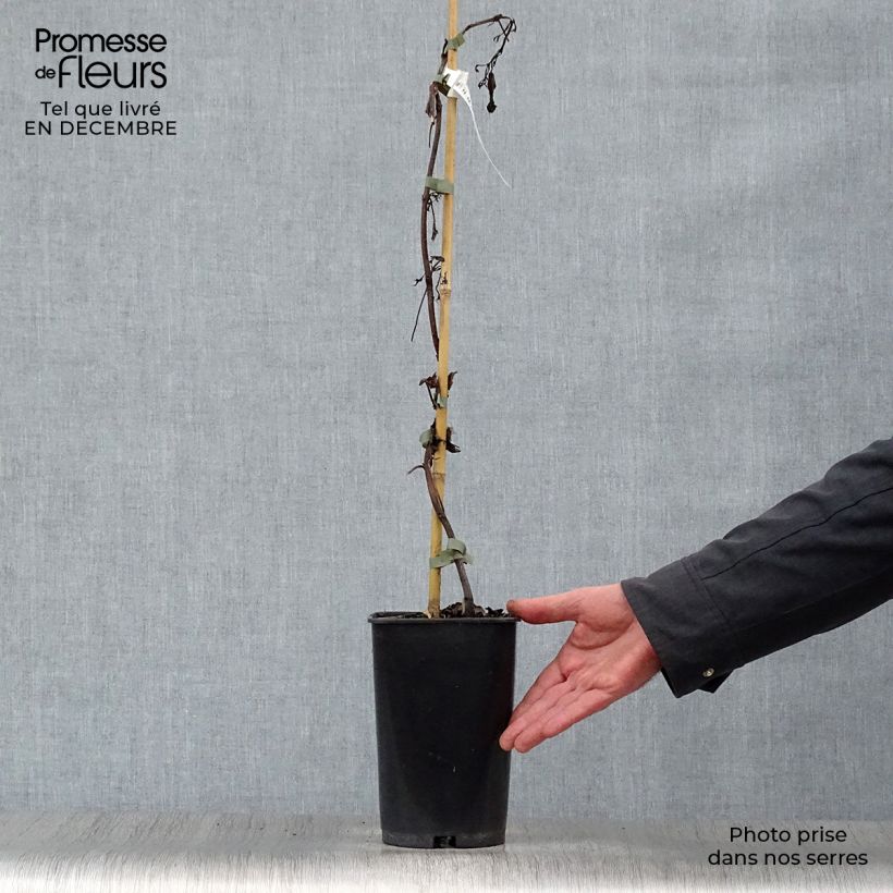 Enredadera de trompeta Summer Jazz Gold - Campsis Maceta 2L/3L Ejemplar entregado en invierno