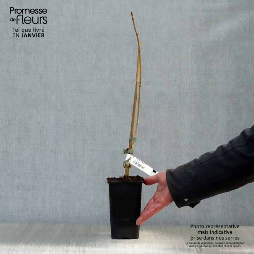 Enredadera de trompeta Madame Galen - Campsis Maceta 1L/1,5L Ejemplar entregado en invierno