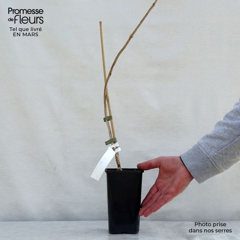 Enredadera de trompeta Madame Galen - Campsis Maceta 1L/1,5L Ejemplar entregado en la primavera