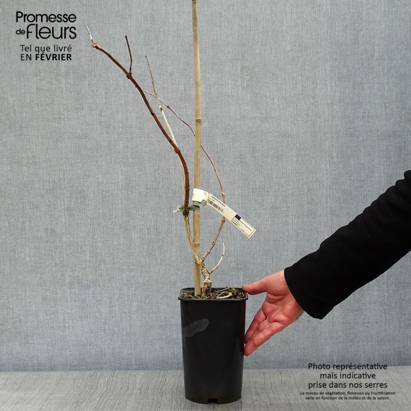 Enredadera de trompeta Madame Galen - Campsis Maceta 2L/3L Ejemplar entregado en invierno