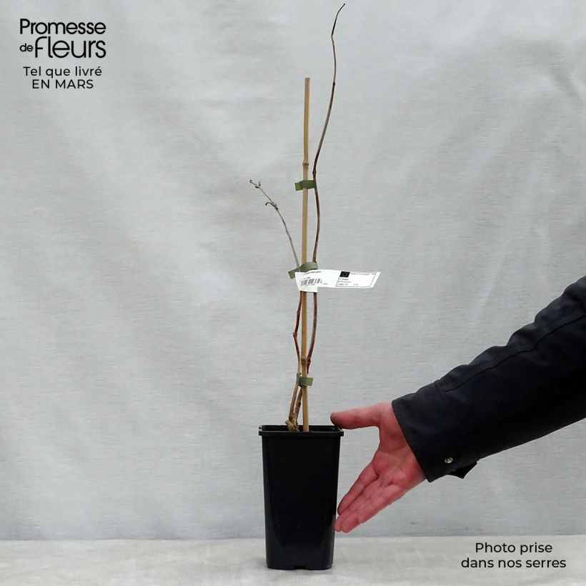 Enredadera de trompeta Madame Galen - Campsis Maceta 2L/3L Ejemplar entregado en la primavera