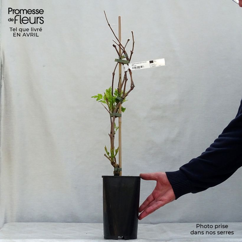 Enredadera de trompetaSummer Jazz Fire - Campsis Maceta 2L/3L Ejemplar entregado en la primavera