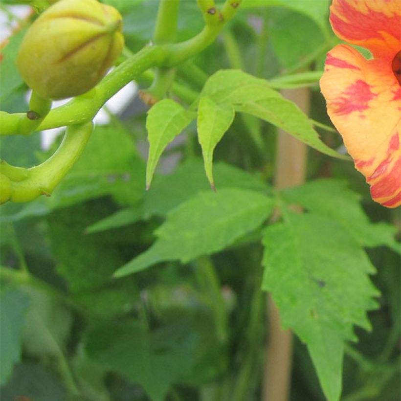 Enredadera de trompeta Orangeade - Campsis (Follaje)