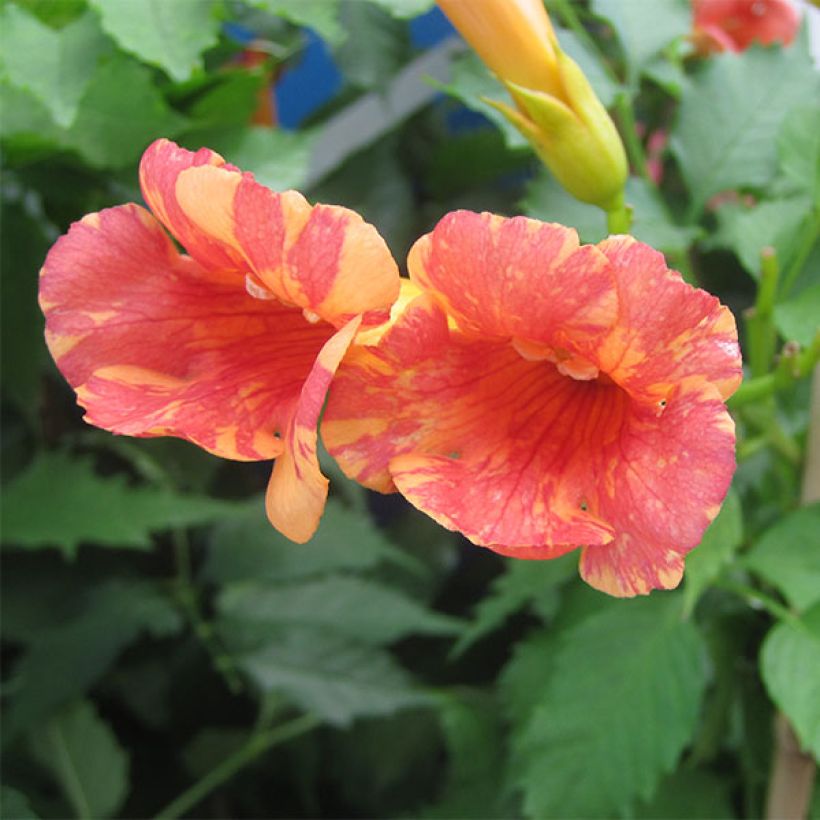 Enredadera de trompeta Orangeade - Campsis (Floración)