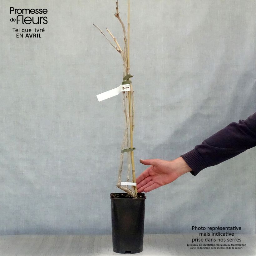 Enredadera de trompeta Atropurpurea - Campsis radicans Maceta 2L/3L Ejemplar entregado en la primavera