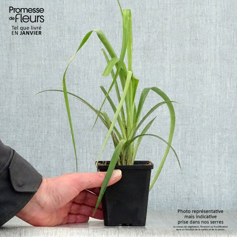 Billbergia nutans Maceta de 7/8 cm Ejemplar entregado en invierno