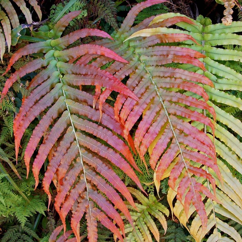 Blechnum novae-zelandiae - Helecho (Follaje)