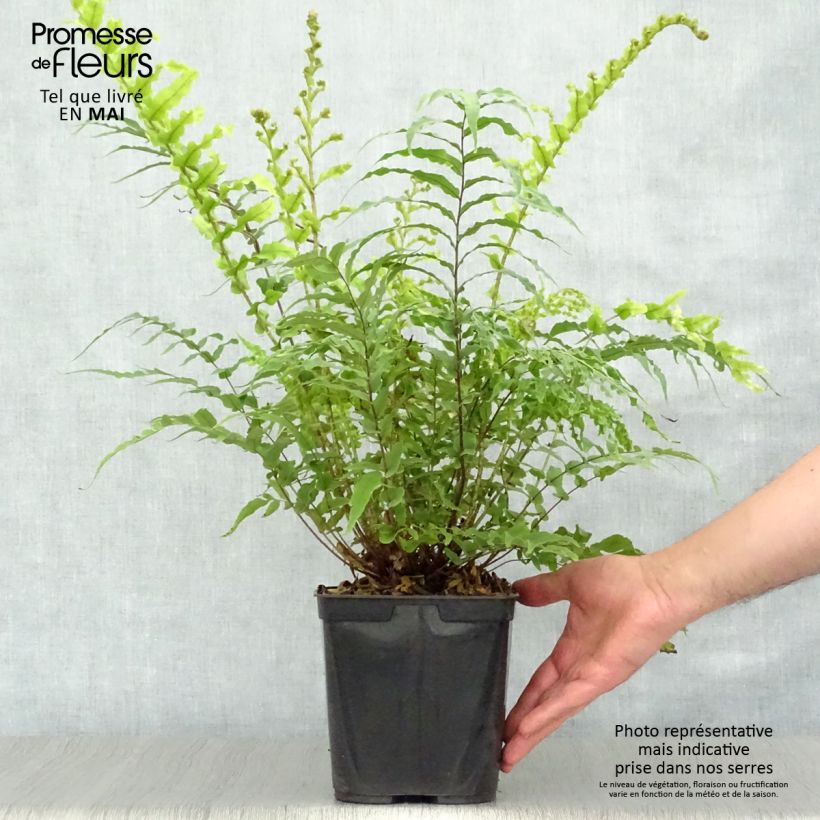 Blechnum novae-zelandiae - Helecho Maceta 3L/4L Ejemplar entregado en la primavera