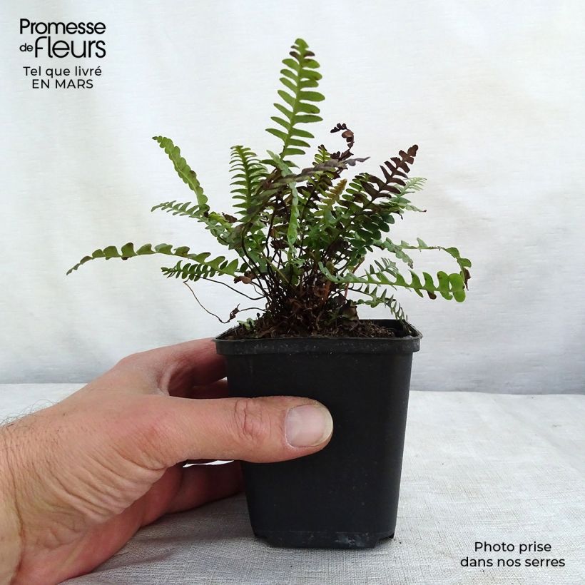 Blechnum penna-marina - Helecho Maceta de 8/9 cm Ejemplar entregado en la primavera