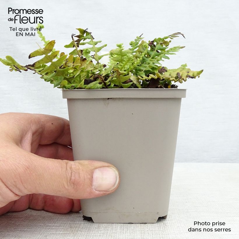 Blechnum spicant - Helecho Maceta de 8/9 cm Ejemplar entregado en la primavera