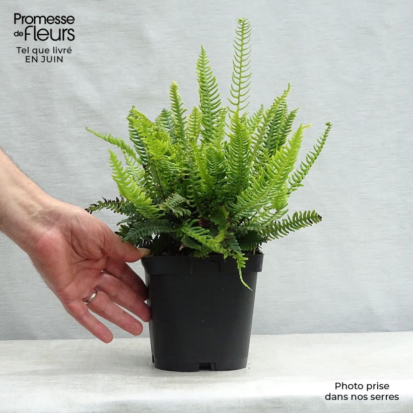 Ejemplar de Blechnum spicant - Helecho Maceta de 8/9 cm entregado en verano
