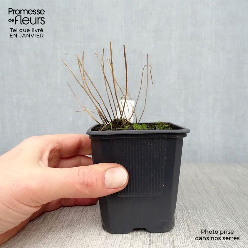 Blechnum spicant - Helecho Maceta de 8/9 cm Ejemplar entregado en invierno