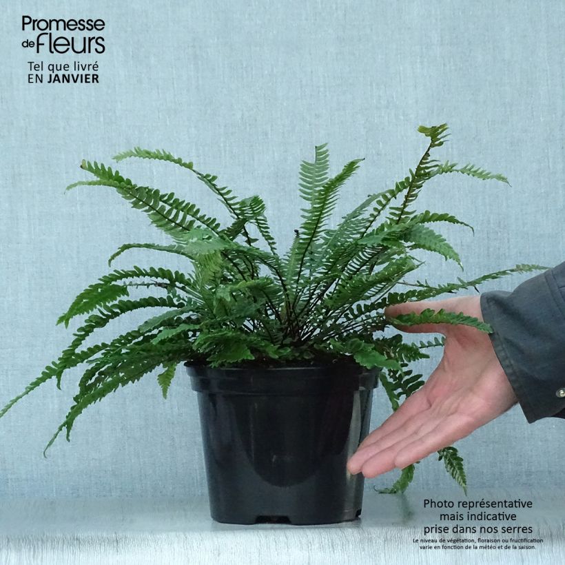 Blechnum spicant - Helecho Maceta 2L/3L Ejemplar entregado en invierno