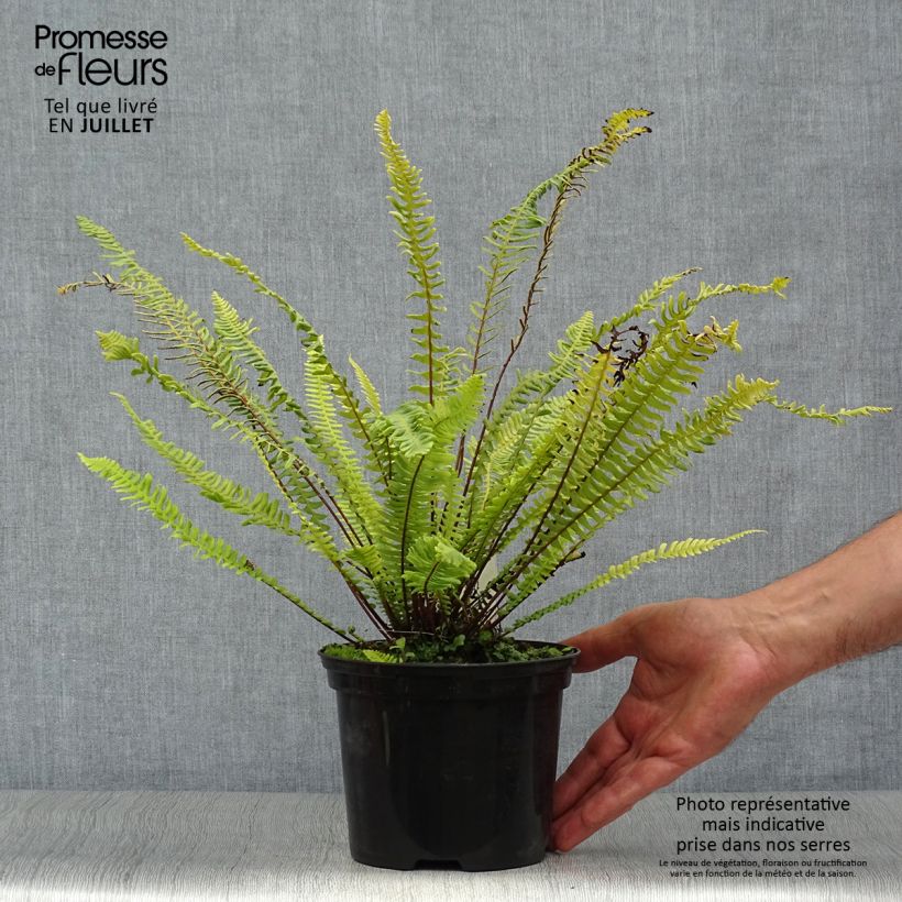 Ejemplar de Blechnum spicant - Helecho Maceta 2L/3L entregado en verano