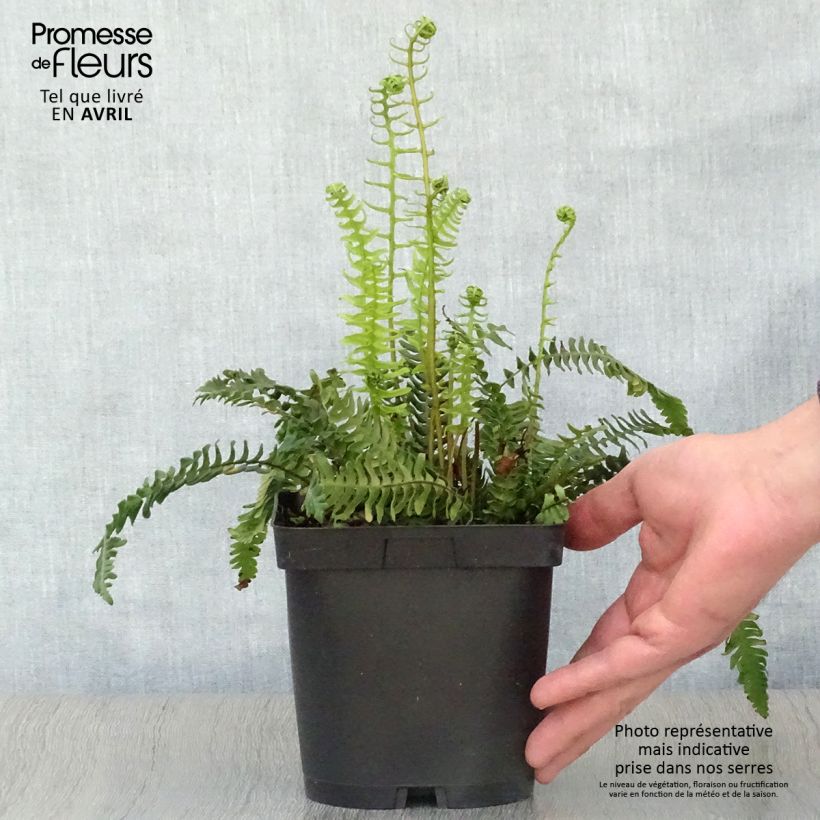 Blechnum spicant - Helecho Maceta 2L/3L Ejemplar entregado en la primavera