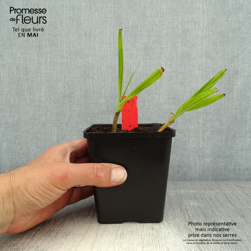 Bletilla striata Kuchi-beni Maceta de 8/9 cm calibre I Ejemplar entregado en la primavera