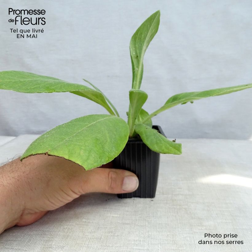 Centaurea montana - Aciano de montaña Maceta de 7/8 cm Ejemplar entregado en la primavera