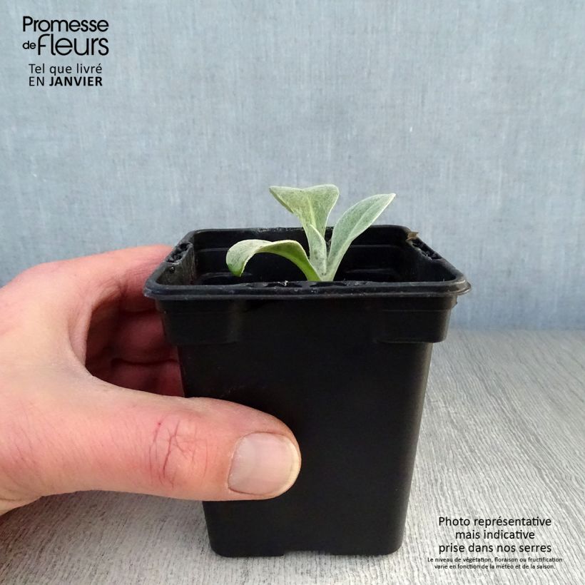 Centaurea montana - Aciano de montaña Maceta de 7/8 cm Ejemplar entregado en invierno