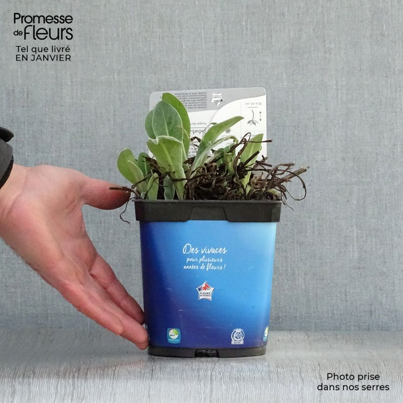 Centaurea montana - Aciano de montaña Maceta 2L/3L Ejemplar entregado en invierno