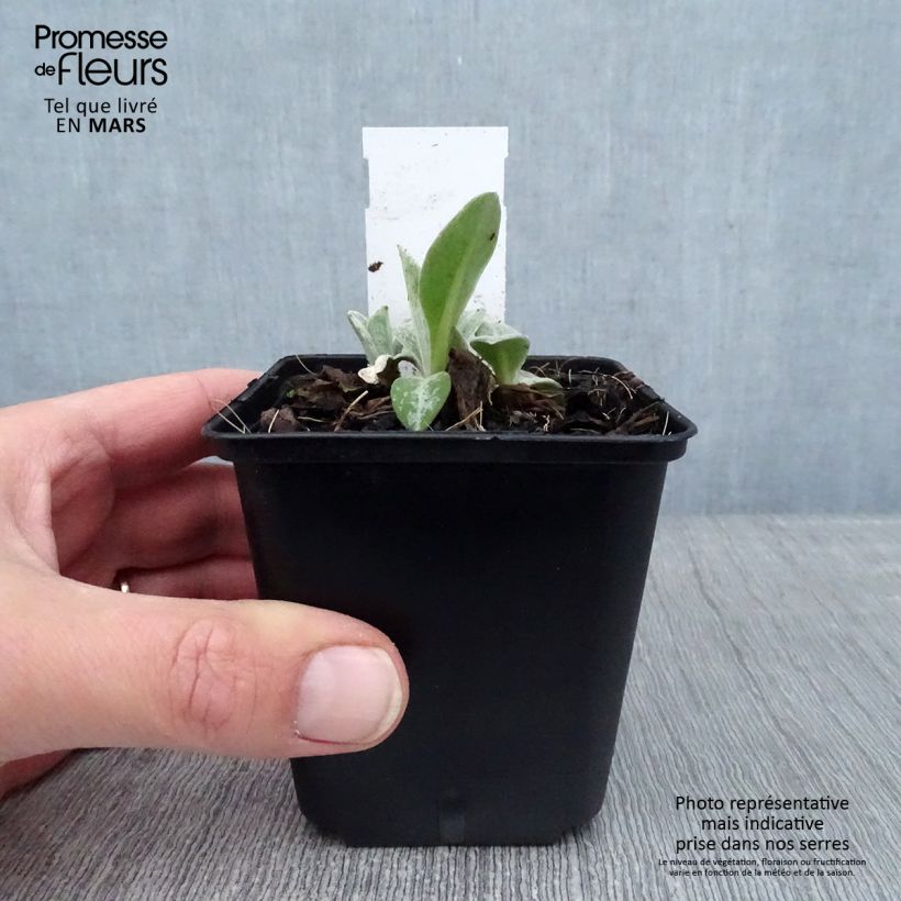 Centaurea montana Coerulea Maceta de 8/9 cm Ejemplar entregado en invierno