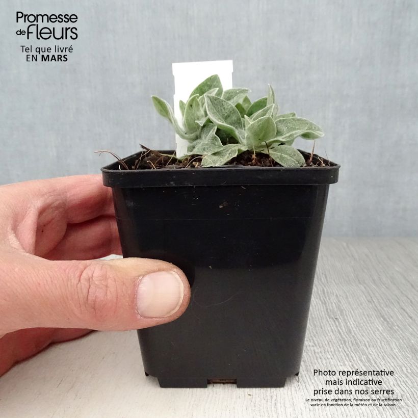 Centaurea montana Coerulea Maceta de 8/9 cm Ejemplar entregado en la primavera