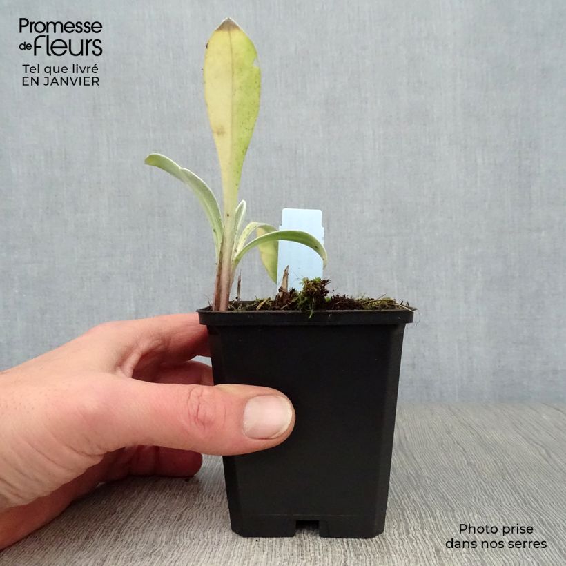 Centaurea montana Amethyst in Snow Maceta de 8/9 cm Ejemplar entregado en invierno