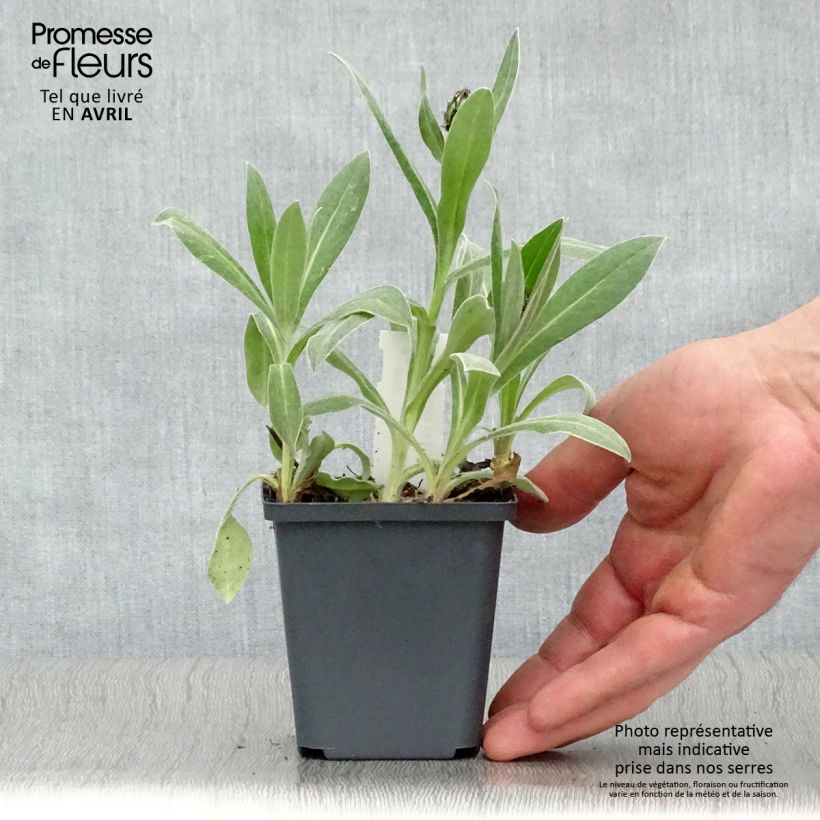 Centaurea montana Amethyst in Snow Maceta de 8/9 cm Ejemplar entregado en la primavera