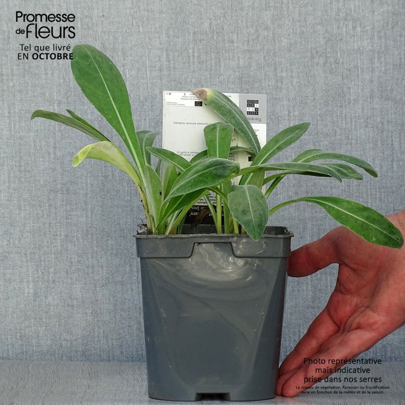 Ejemplar de Centaurea montana Amethyst in Snow Maceta 1,5L/2L entregado en otoño
