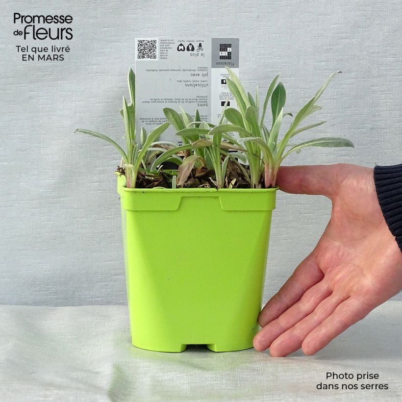 Centaurea montana Amethyst in Snow Maceta 1,5L/2L Ejemplar entregado en la primavera