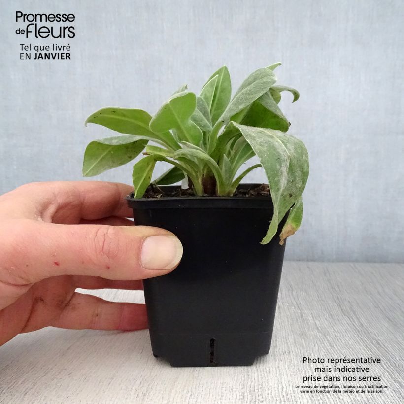 Centaurea montana Sulphurea Maceta de 8/9 cm Ejemplar entregado en invierno