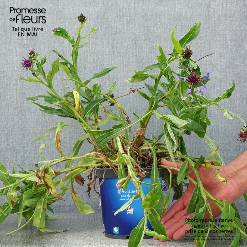 Centaurea montana Sulphurea Maceta 2L/3L Ejemplar entregado en la primavera