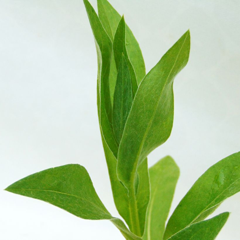 Centaurea montana Alba (Follaje)