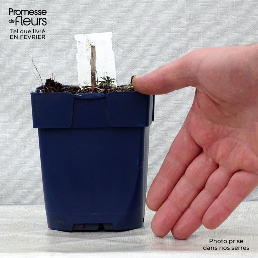 Centaurea montana Alba Maceta de 8/9 cm Ejemplar entregado en invierno