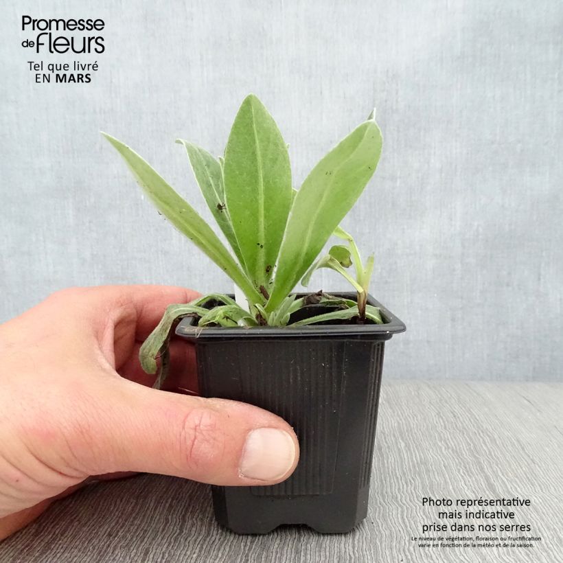 Centaurea montana Alba Maceta de 8/9 cm Ejemplar entregado en la primavera