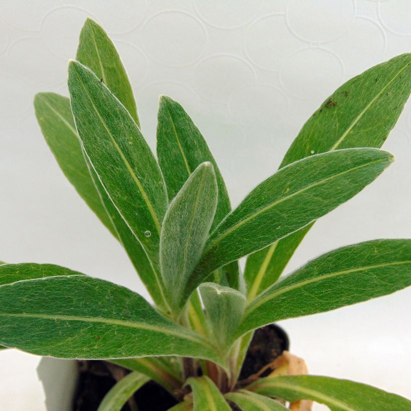 Centaurea montana Amethyst Dream (Follaje)