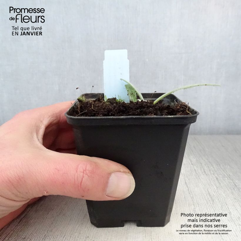 Centaurea montana Amethyst Dream Maceta de 8/9 cm Ejemplar entregado en invierno