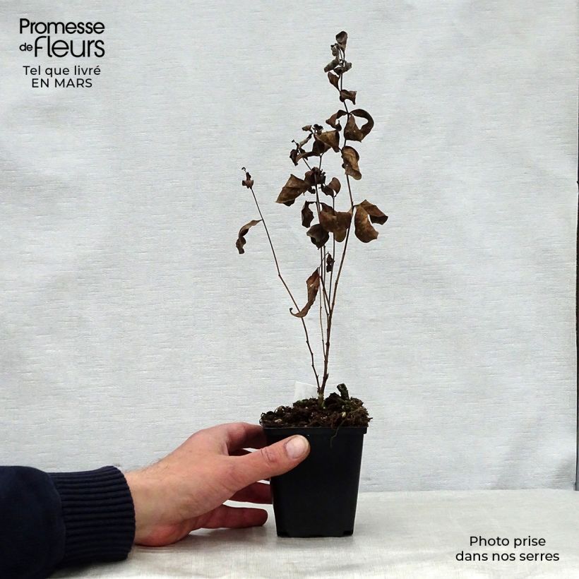 Centaurea montana Amethyst Dream Maceta de 8/9 cm Ejemplar entregado en la primavera