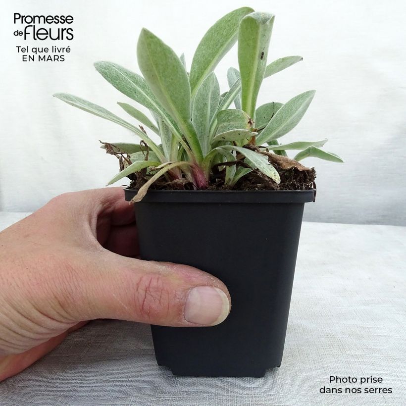 Centaurea montana Purple Heart Maceta de 8/9 cm Ejemplar entregado en invierno